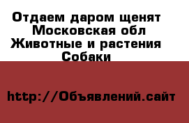 Отдаем даром щенят - Московская обл. Животные и растения » Собаки   